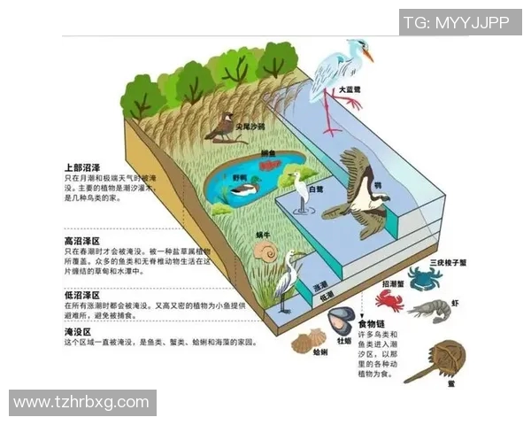 探索PELCrab的独特魅力与生态价值,揭示其在海洋生态系统中的重要角色 探索PELCrab的独特魅力与生态价值,揭示其在海洋生态系统中的重要角色